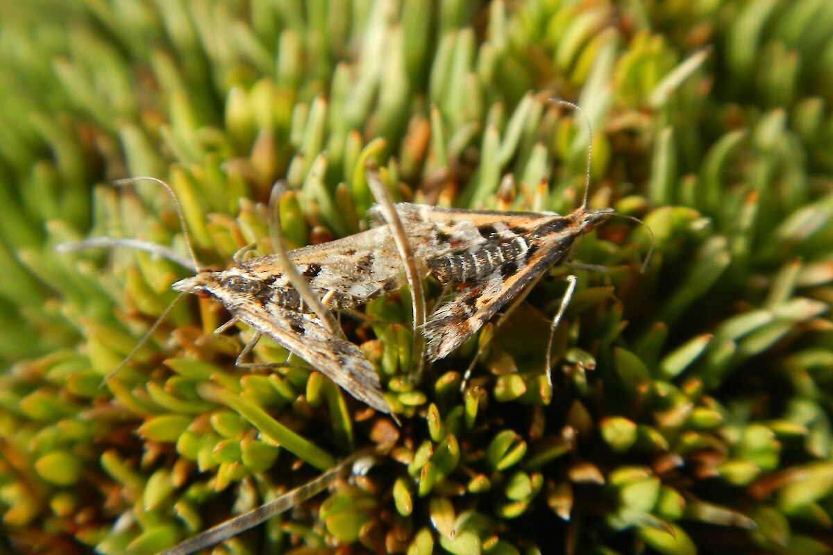 Mating pair of the day-flying crambid moth <em>Diasemia grammalis</em> in a comb sedge fen in the Mary Burn