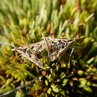 Mating pair of the day-flying crambid moth <em>Diasemia grammalis</em> in a comb sedge fen in the Mary Burn