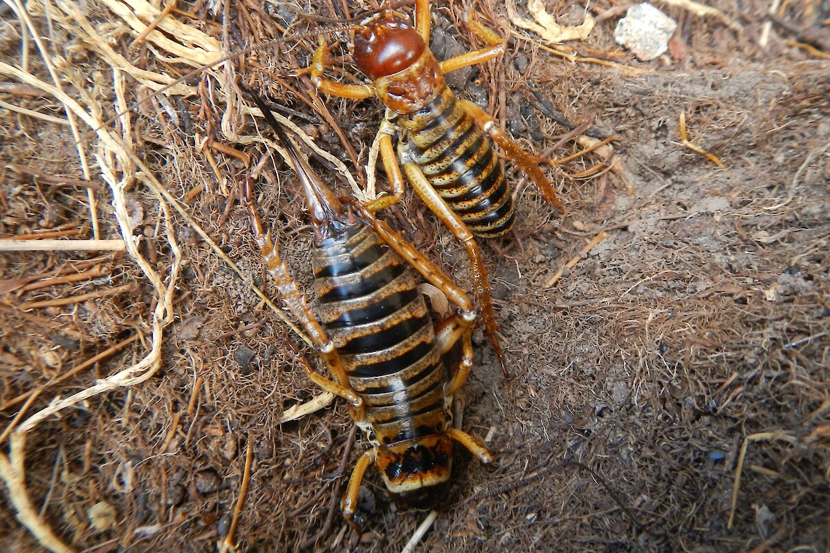 These female (left) and male (right) weta <em>Hemideina maori</em> were uncovered from beneath rocks