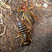 These female (left) and male (right) weta <em>Hemideina maori</em> were uncovered from beneath rocks