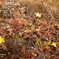 The yellow flowers and reddish foliage of <em>Hypericum rubicundulum</em> (Threatened-Nationally Vulnerable)