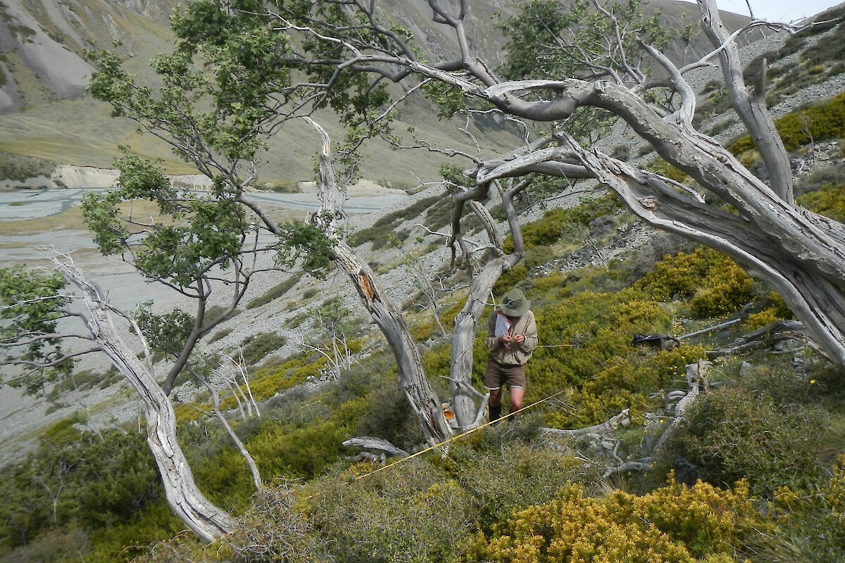 Mountain ribbonwood/snow totara shrubland on stable scree in the upper Fork Stream catchment