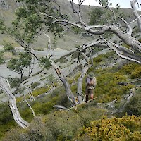 Mountain ribbonwood/snow totara shrubland on stable scree in the upper Fork Stream catchment
