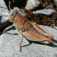 An orange morph of robust grasshopper (Threatened-Nationally Endangered) in riverbed habitat