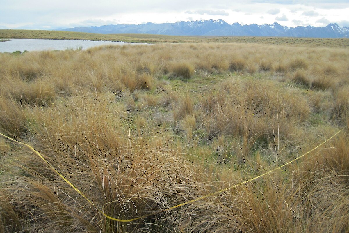 Copper tussock fen on the gently-sloping margin of Freds Tarn. Patches of comb sedge bog occur within the copper tussock