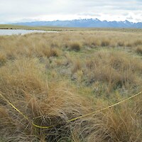 Copper tussock fen on the gently-sloping margin of Freds Tarn. Patches of comb sedge bog occur within the copper tussock