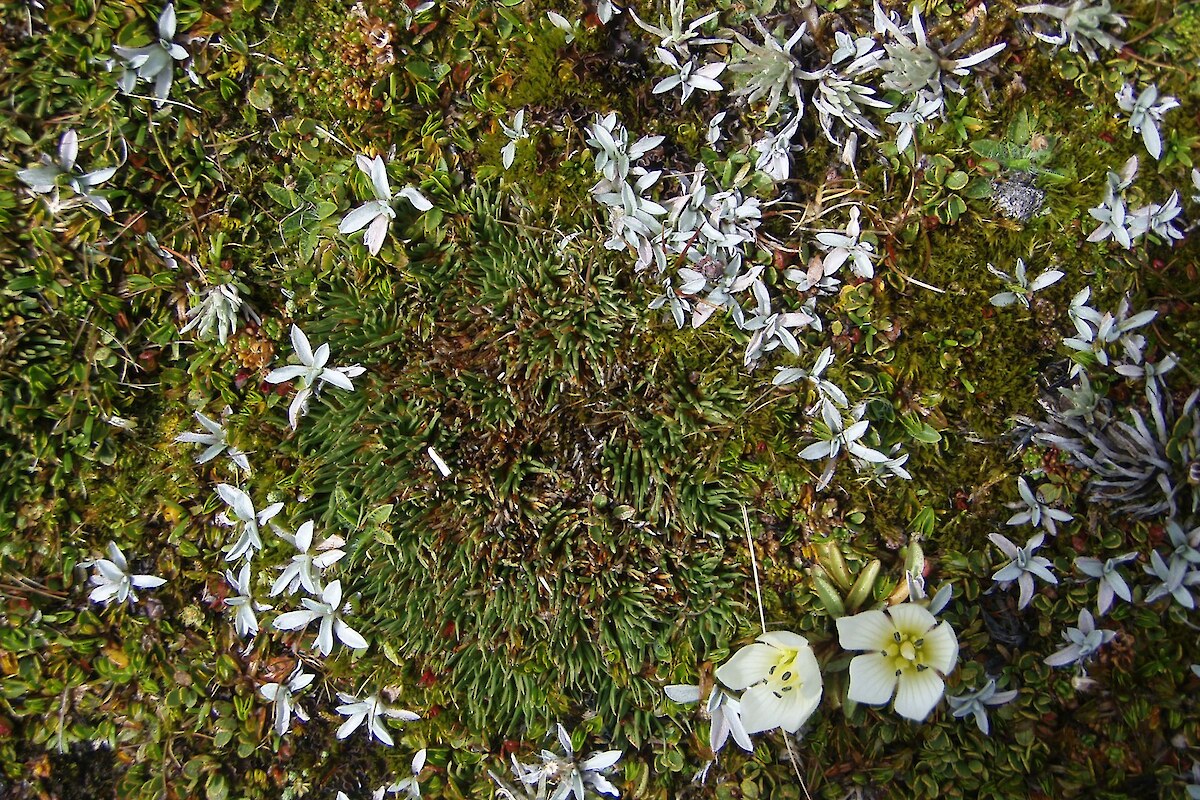 Common cushion bog species: <em>Oreobolus pectinatus</em>, <em>Euchiton traversii</em>, <em>Celmisia sessiliflora</em>, and <em>Gentianella bellidioides</em>