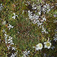 Common cushion bog species: <em>Oreobolus pectinatus</em>, <em>Euchiton traversii</em>, <em>Celmisia sessiliflora</em>, and <em>Gentianella bellidioides</em>