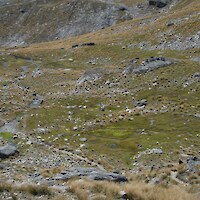 Extensive cushion bogs surround a stream draining Lake Alta