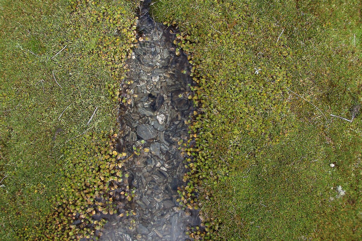 <em>Caltha obtusa</em> and <em>Oreobolus pectinatus</em> alongside a small stream