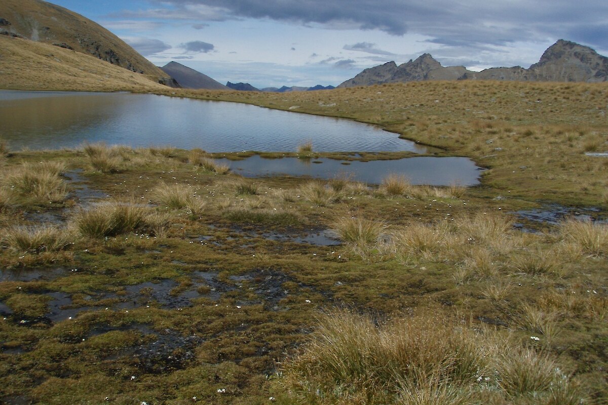 Wetland in the upper Wye Creek catchment