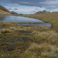 Wetland in the upper Wye Creek catchment