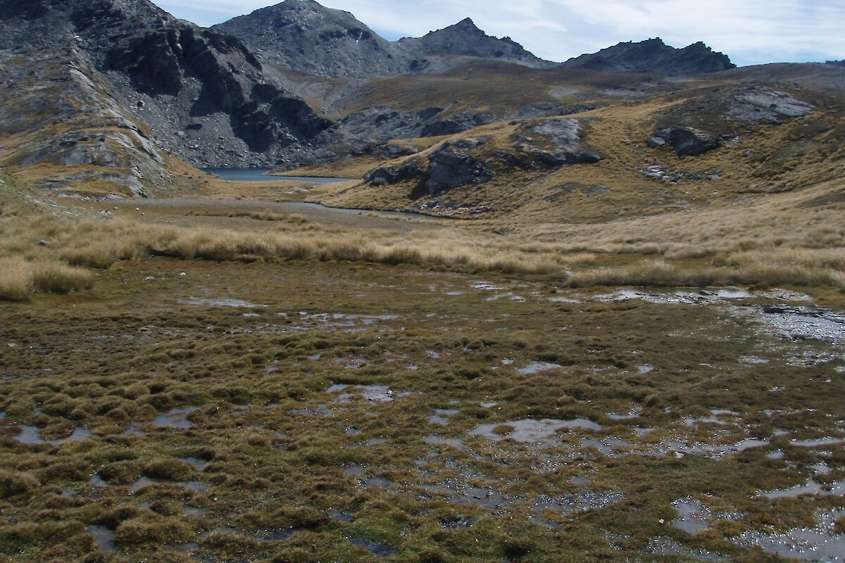 Wetland in the upper Wye Creek catchment