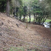 Clearance of indigenous vegetation