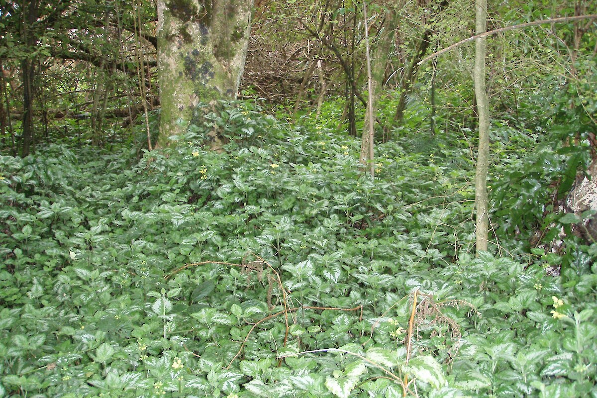 Aluminium plant (<em>Lamium galeobdolon</em>) covers the ground