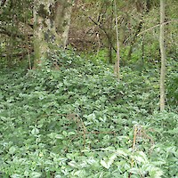 Aluminium plant (<em>Lamium galeobdolon</em>) covers the ground