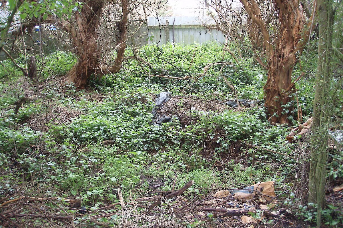 Weeds and rubbish were commonly observed within indigenous vegetation at Otatara