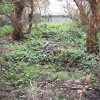 Weeds and rubbish were commonly observed within indigenous vegetation at Otatara