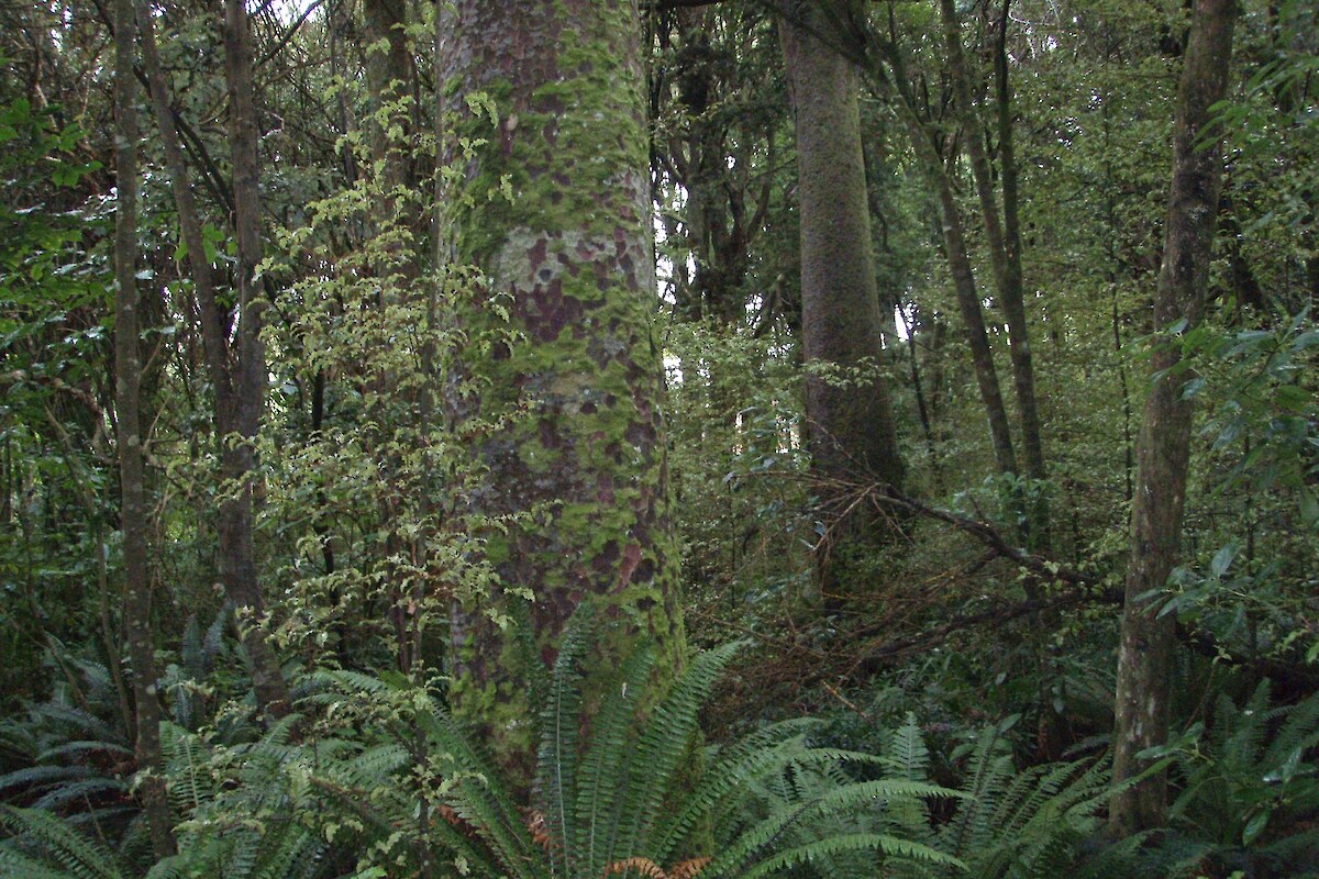 Podocarp forest on sand dunes is a nationally uncommon vegetation type