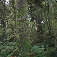 Podocarp forest on sand dunes is a nationally uncommon vegetation type